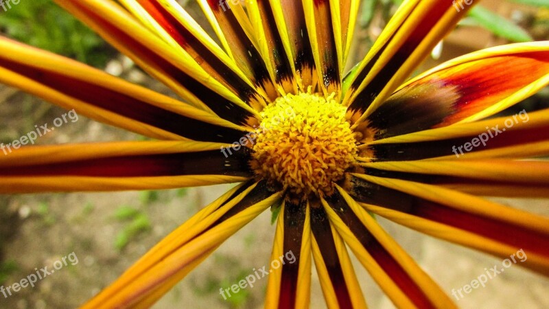 Gazania Flower Colorful Beautiful Blossom