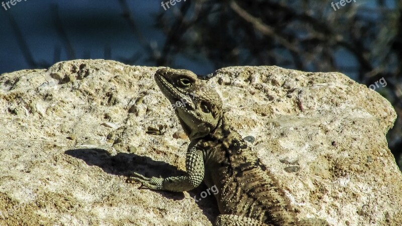 Cyprus Lizard Kurkutas Reptile Fauna