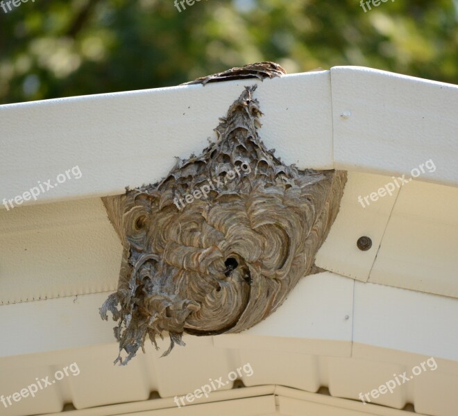 Hive Bee Nest Honey Insect