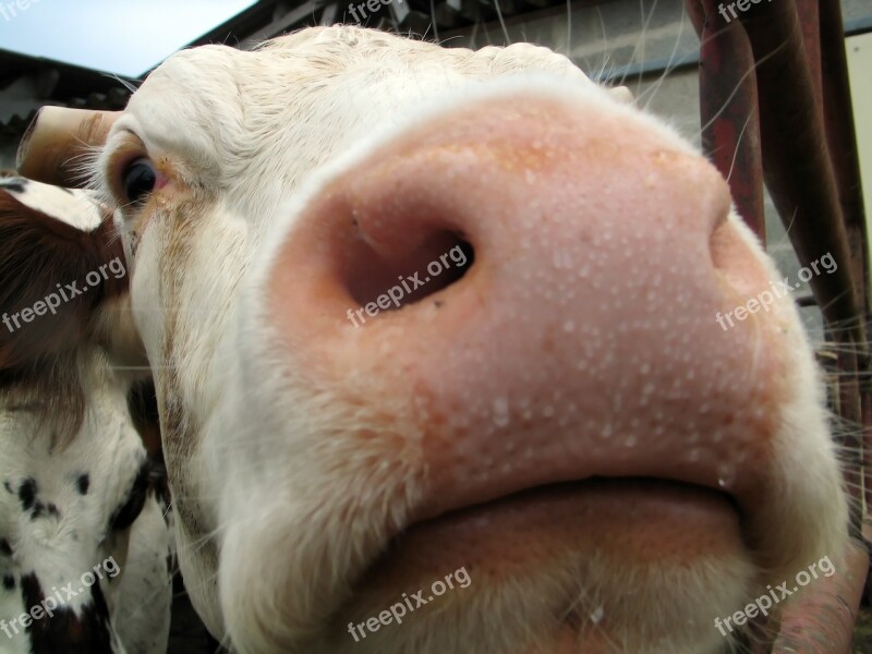 Agriculture Angle Animal Black Bovine