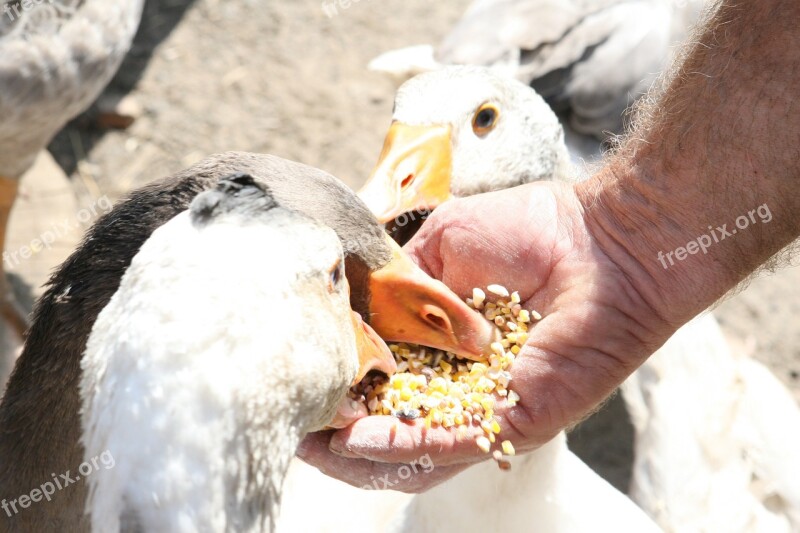 Animal Big Bird Chicken Clean