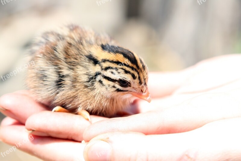 Animal Attractive Baby Beak Breast