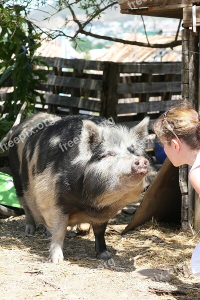 Animal Bacon Big Boar Bristles