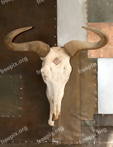 Age Aged Animal Bleached Bone