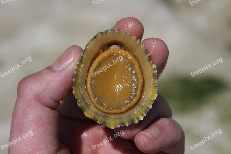 Aquatic Barnacle Beach Clam Copy