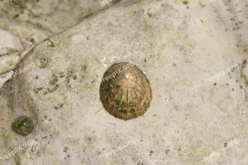 Aquatic Barnacle Beach Clam Copy