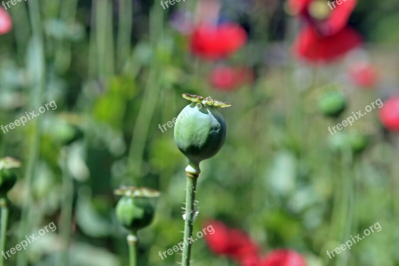 Agriculture Berbaceous Codeine Cultivate Cultivation