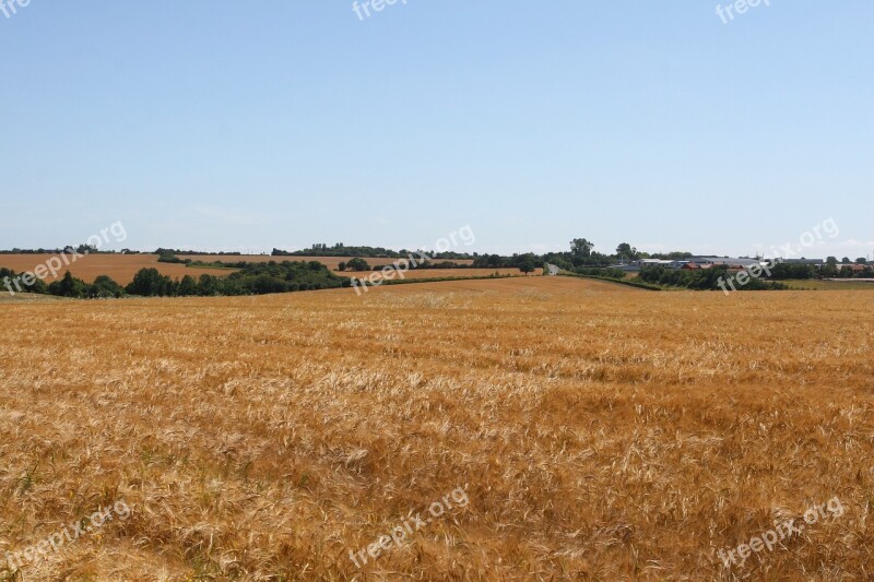 Agriculture Blue Bread Copy Copy-space