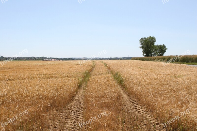 Agriculture Blue Bread Copy Copyspace