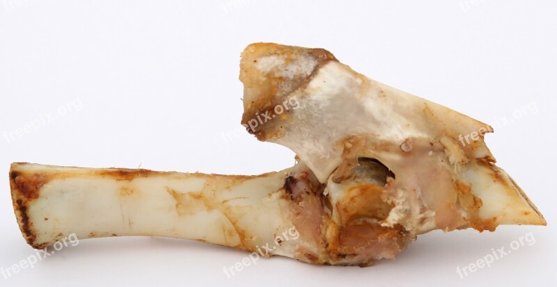 T Bone Gristle Animal Beef Bone Canine