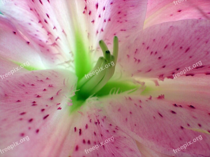 Background Beautiful Beauty Bloom Blooming