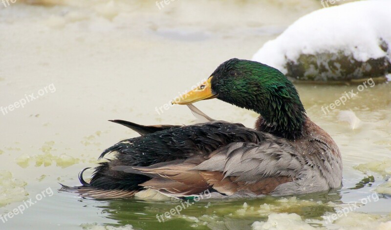 Mallard Male Drake Plumage Colorful