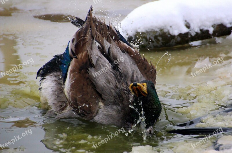 Mallard Male Drake Plumage Fluffed Up