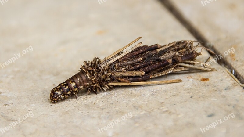 Bagworme Caterpillar Leaf Case Moth Hyalarcta Huebneri Insect