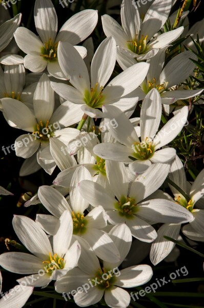 Rain Lily Zephyranthes Grandiflora White Bulb Flowers