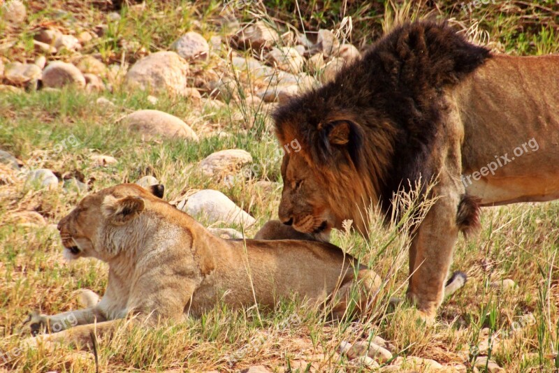 Lion Lioness Pair Animals Predator