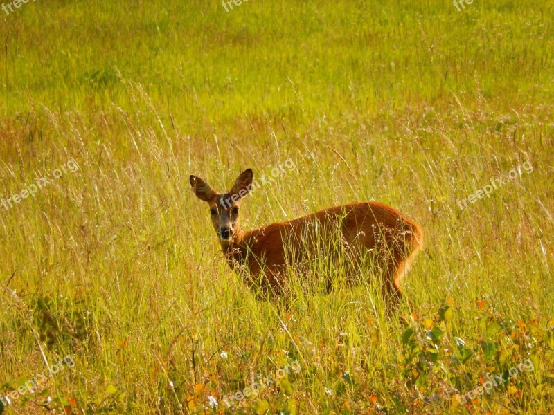 Roe Deer Grass Scheu Graze Nature