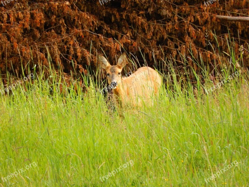 Roe Deer Grass Scheu Nature Mammal