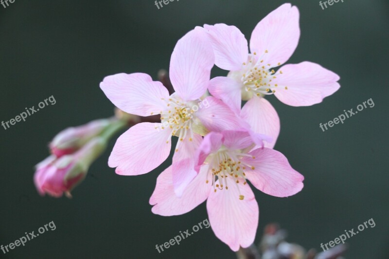 Cherry Blossoms Spring Plant Wikiproject Taiwan Flower