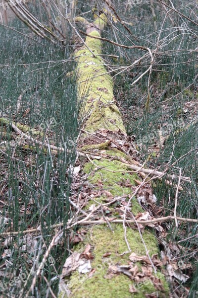 Log Forest Moss Old Rots