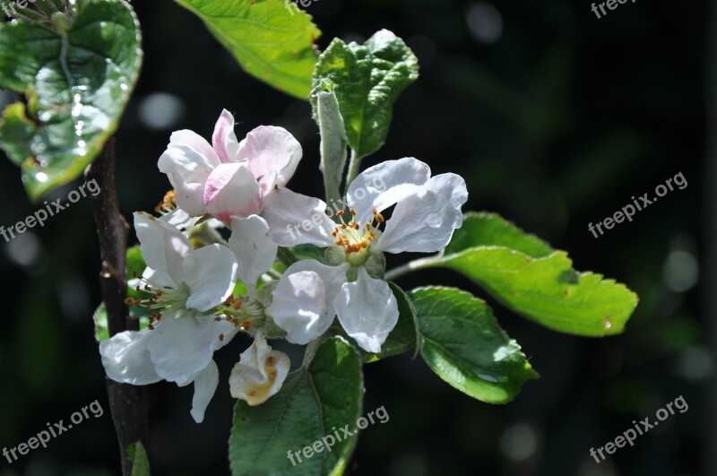 Plant Flower Apple Garden Nature