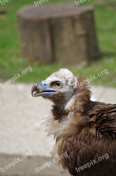 Vautour Moine Vulture Zoo Mulhouse Free Photos