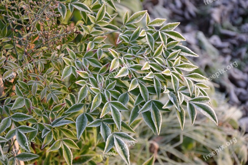 Plant Bamboo Winter Foliage Leaves