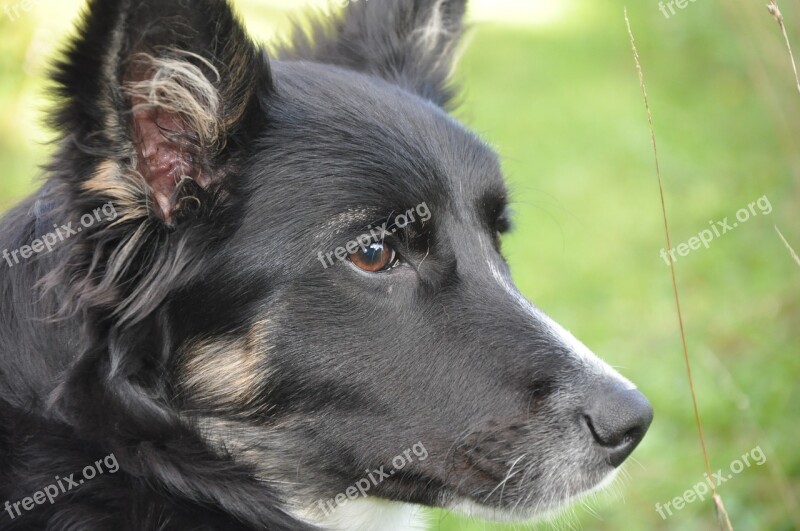 Dog Portrait Border Collie Black And White Berger