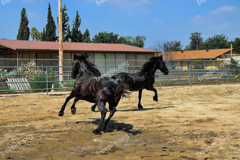 Horses Friesian Black Fur Free Photos