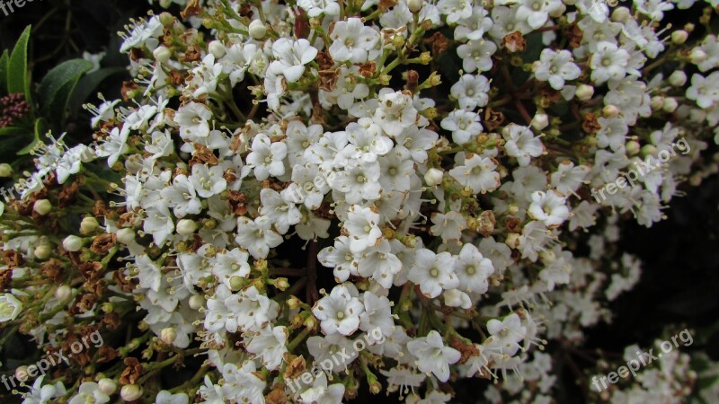 Flowers Spring White Flowers Flora Elegant