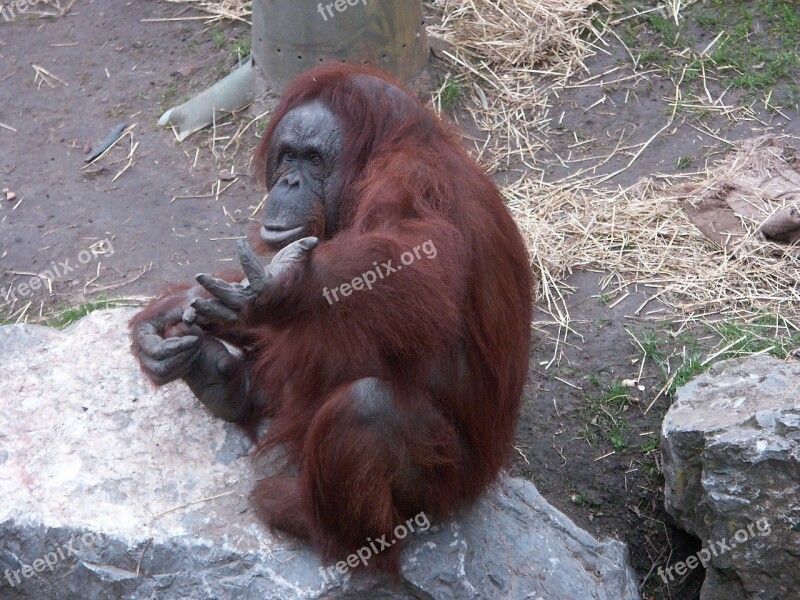 Monkey Animal Mammal Orang-utan Zoo