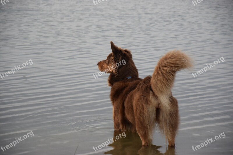 Dog Water Beach Lake Water Dog