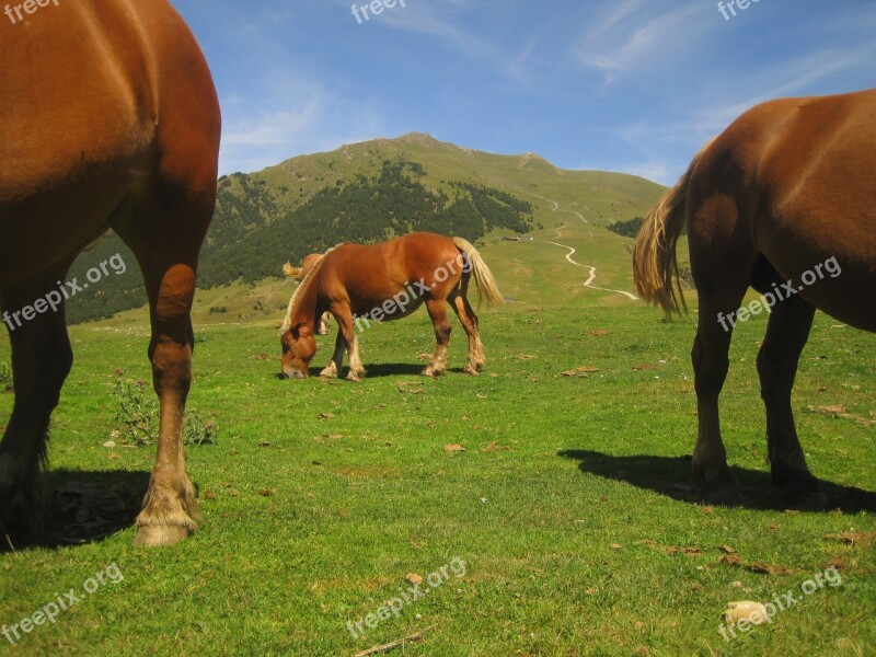 Horses Valley Nature Prairie Pastures