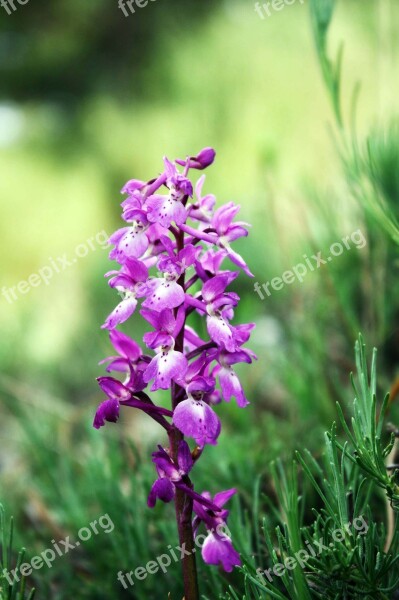 Wild Orchids Andorra Flowers Free Photos