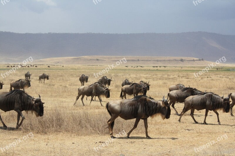 A Herd Of Antelope Tanzania Africa Safari Antelope