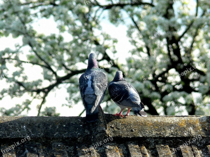 Pigeons Doves Old Married Sky Bird