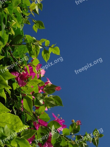 Bougainvillea Triple Flower Flower Pink Four O'clock Plant