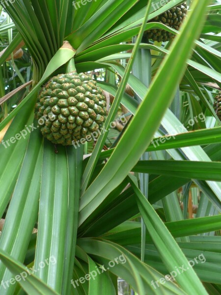 Pandanus Fruit Exotic Plant Nature