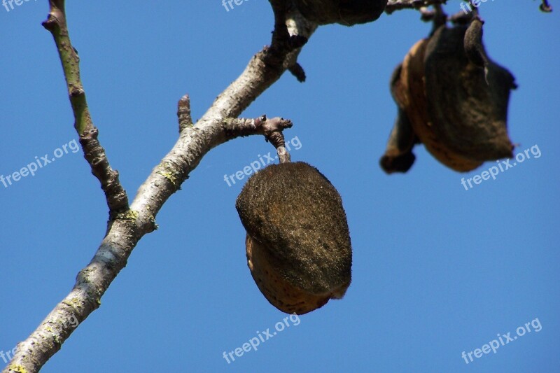 Almond Tree Branch Free Photos