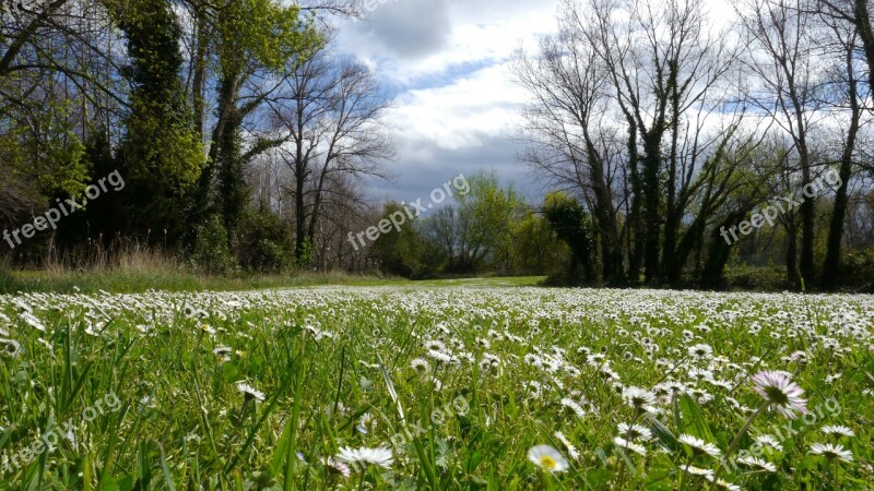 Daisies Flowers Flora Pre Prairie