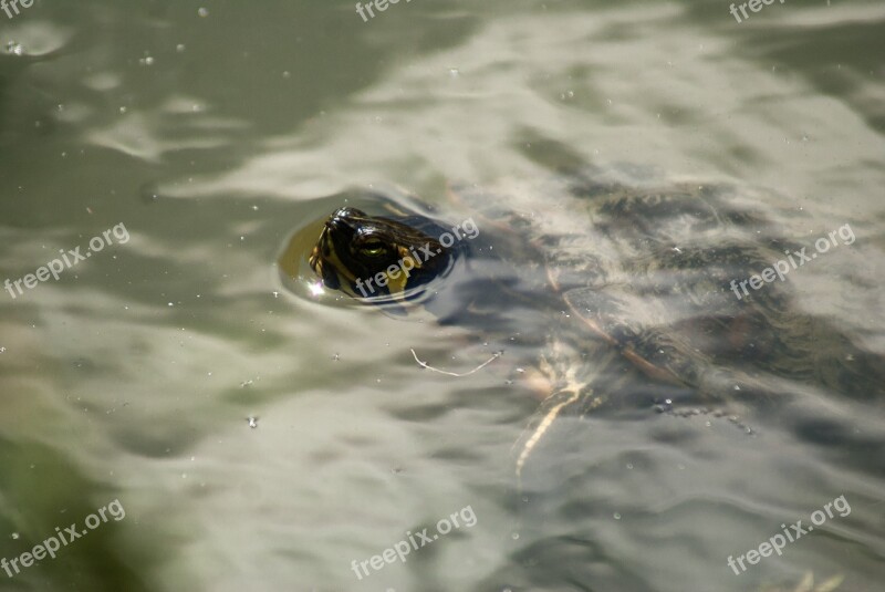 Turtle Water Waterpolo Water Plan Nature