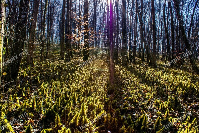 Forest Wood Lens Flare Green Trees