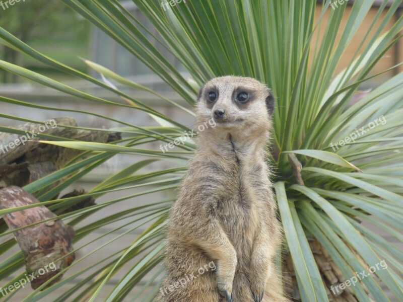 Meerkat Environment Wildlife Watchful Free Photos