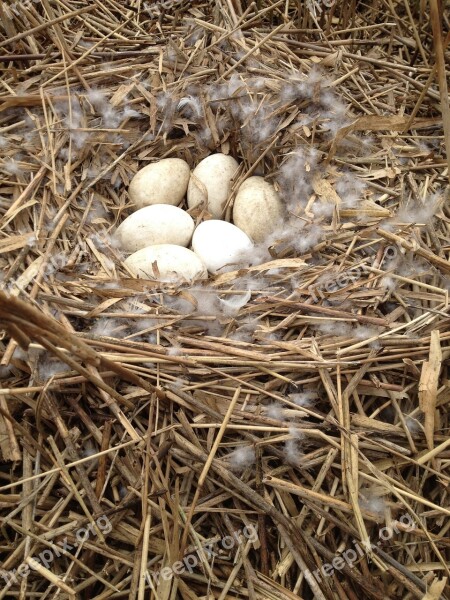 Fresh Eggs Nest Goose Eggs Free Photos