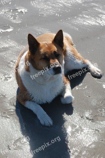 Dog Beach Sand Animal Pet