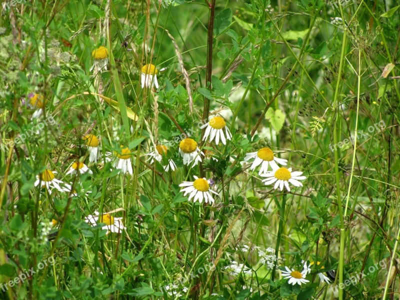 Chamomile Camomile Daisy Flowers Herbs