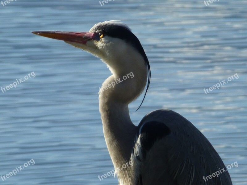 Heron Nature Ornithology Free Photos