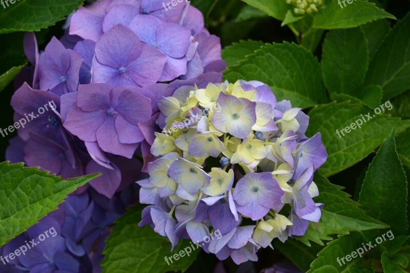 Hydrangea Flower Violet Purple Flowers Nature