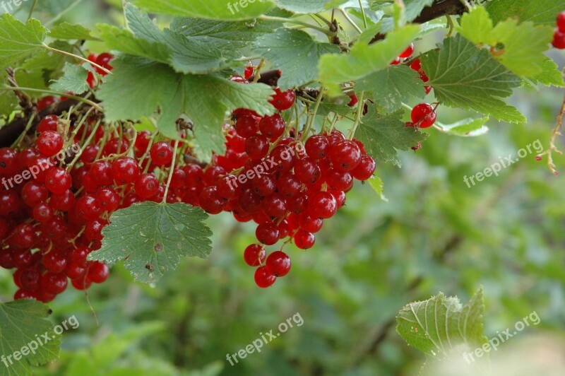 Red Currants Berry Freshness Organic