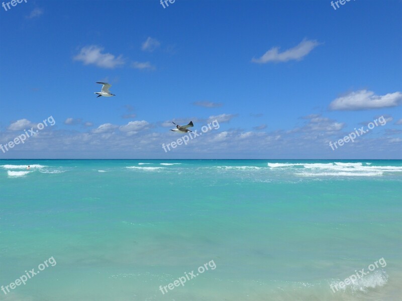 Seagull Cuba Beach Sea Sun